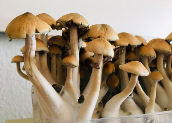 Выращивание волшебных грибов