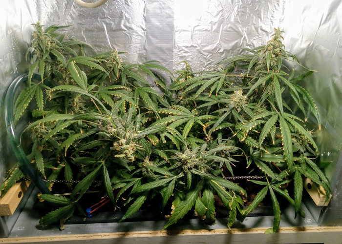 Тактика выращивания марихуаны с использованием аквапоники