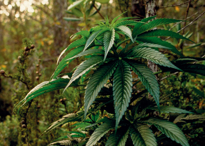 Выращивание марихуаны пошагово: все секреты удачного грова