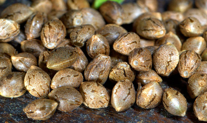 Основы правильного хранения семян конопли