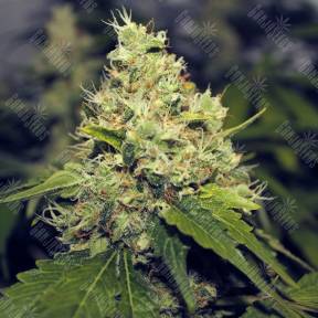 Семки Moby Dick feminised Green House Seeds