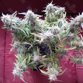 Семена марихуаны Auto Blueberry Bliss feminised Ganja Seeds