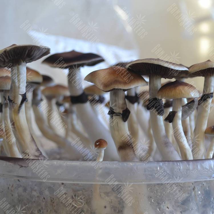 Заказать онлайн отпечатки псилоцибиновых грибов в России Plantasia Mystery