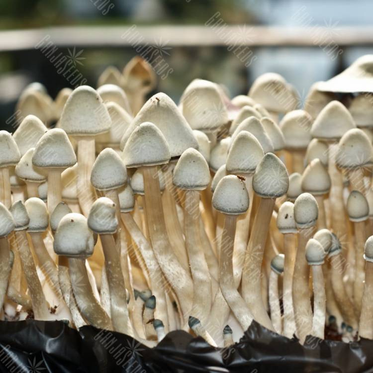 отпечатки псилоцибиновых грибов в России Albino A+