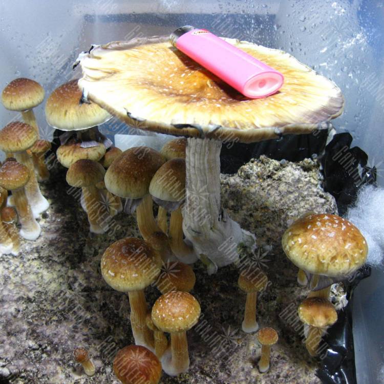 недорого споры псилоцибиновых грибов Tasmanian