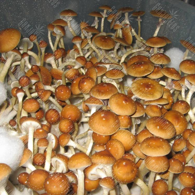 отпечатки псилоцибиновых грибов Москва Golden Teacher