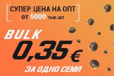 Тотальный обвал оптовых цен на семена конопли BULK